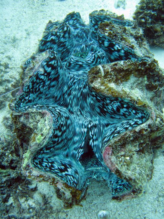 Hotel Ningaloo Coral Bay - Bayview Exteriér fotografie